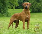 Rhodesian Ridgeback 9M046D-16